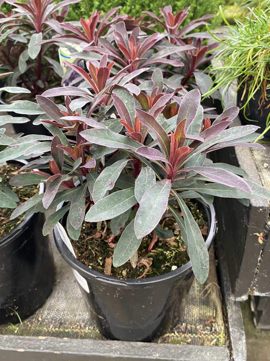 Euphorbia 'Miner's Merlot' 1G